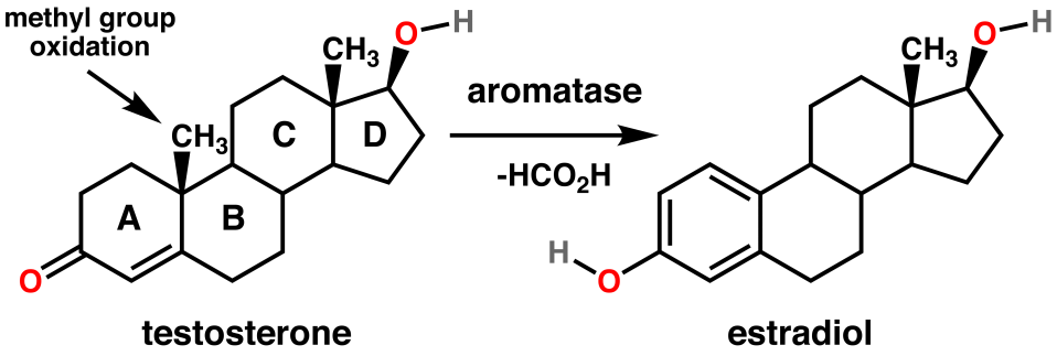 testosterone-aromatase